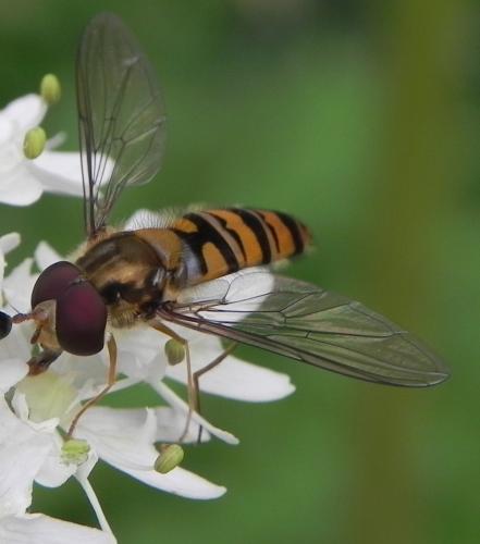 Réf. 163 866 : Episyrphus balteatus