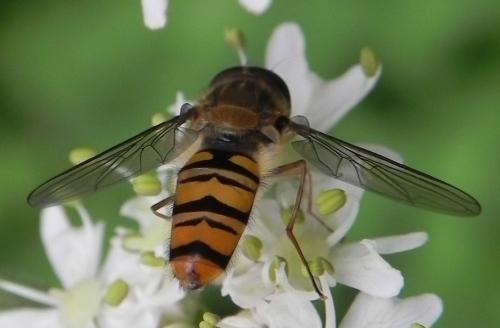 Episyrphus balteatus