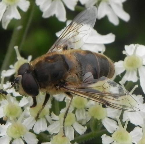 Eristalis tenax