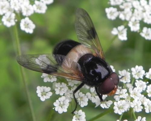 Volucella pellucens