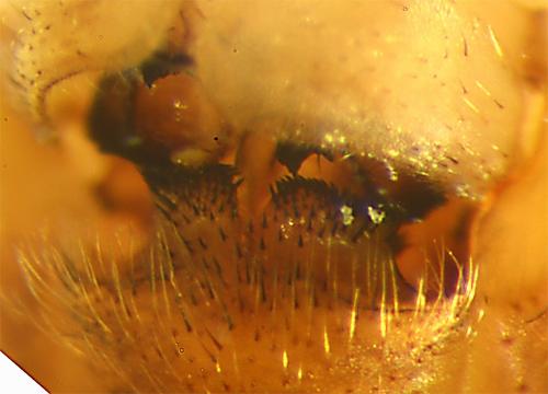 Réf. 163 925 : Tipula pierrei