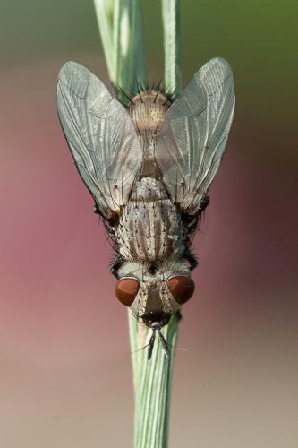 Réf. 163 304 : Exorista sp.