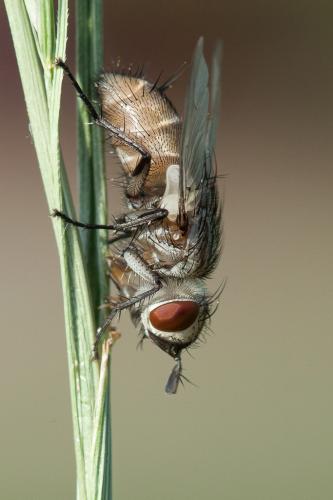 Exorista sp.