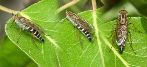 Thereva sp.