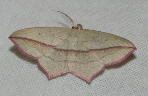 Réf. 163 340 : Timandra comae