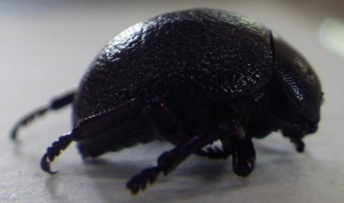 Réf. 163 217 : Timarcha maritima