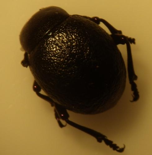 Réf. 163 218 : Timarcha maritima