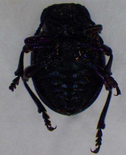 Timarcha maritima