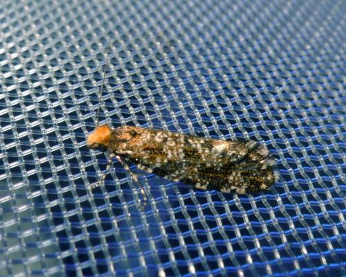 Triaxomera parasitella