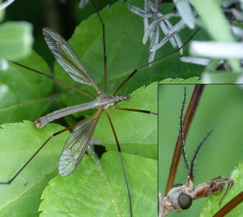 Tipula paludosa