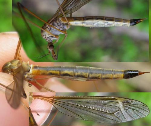 Tipula selene