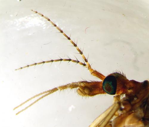 Tipula alpina