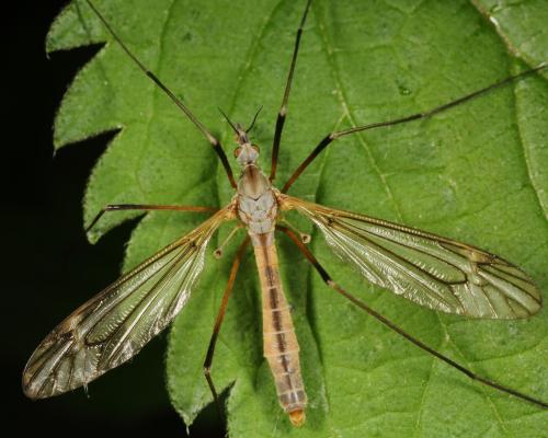 Réf. 163 424 : Tipula vernalis