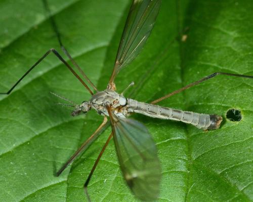 Tipula luna