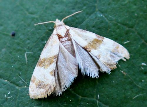 Réf. 163 921 : Phalonidia contractana