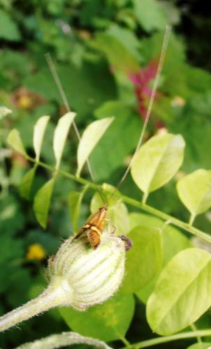 Nemophora degeerella