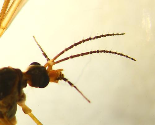 Réf. 163 923 : Tipula pierrei