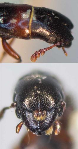 Nemozoma caucasicum