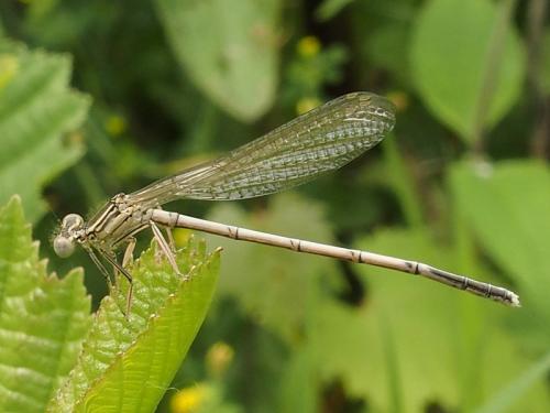 Platycnemis pennipes