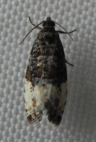 Hedya pruniana