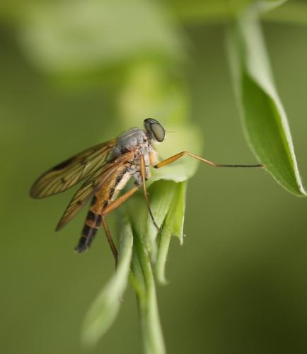 Rhagio vitripennis