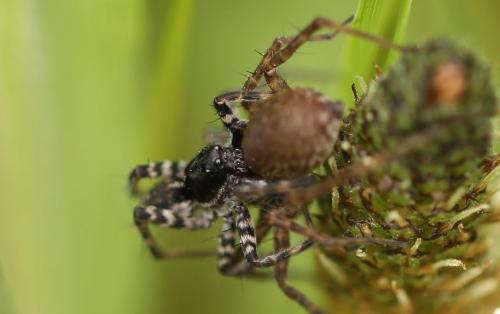 Pardosa prativaga