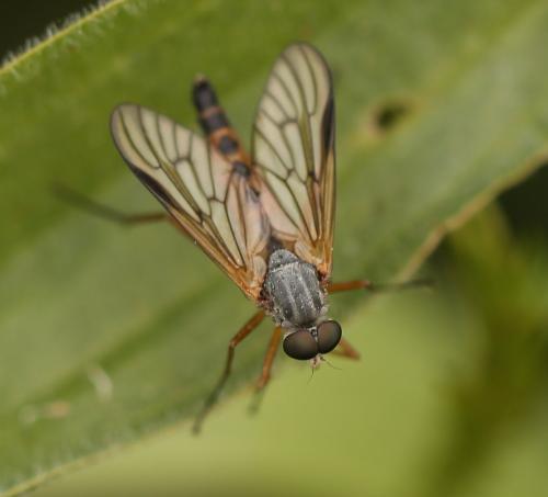Rhagio vitripennis
