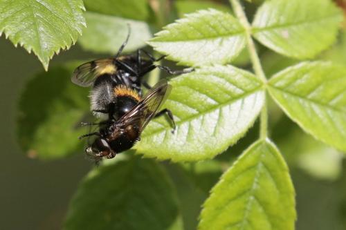 Volucella bombylans