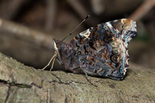 Vanessa atalanta
