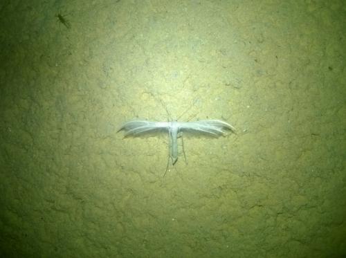 Réf. 163 327 : Pterophorus pentadactyla