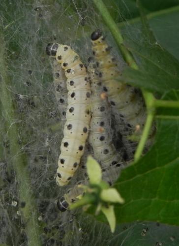 Yponomeuta sp.