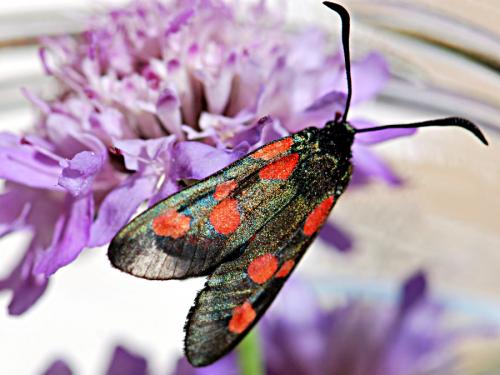Réf. 163 898 : Zygaena trifolii