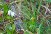 163986 – Photo : Cochet Alain – France (40)