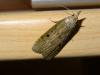 163166 – Photo : Etienne Martin – France (44)