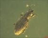 Sitona sp.
