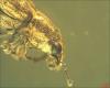 Sitona sp.
