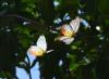 163464 – Photo : Jean-Claude Jamoulle – Singapour