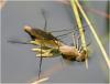 Ischnura elegans