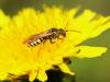 Nomada sp.