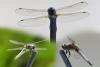 Libellula fulva