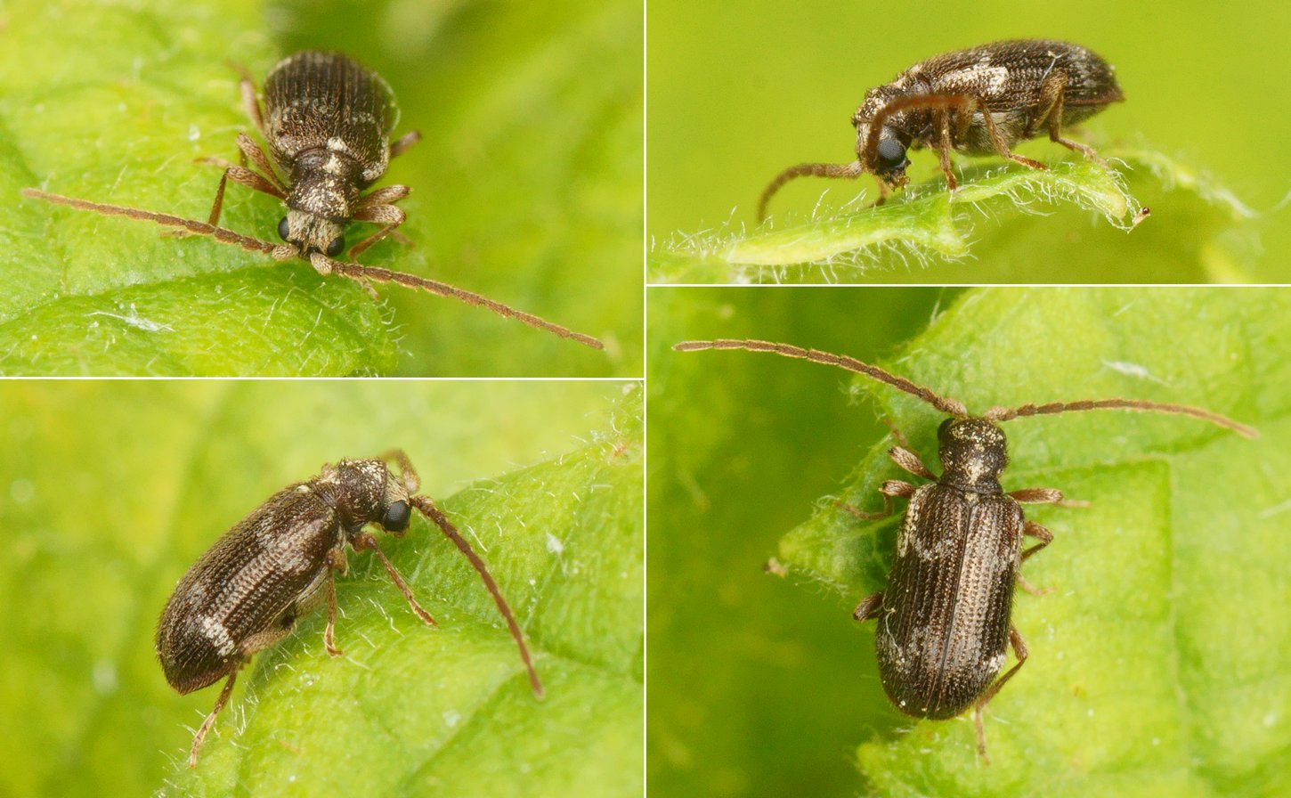Pierre Gros - Ptinus (Pseudoptinus) lichenum - réf. 163288 (1450 x 896 pixels, 210 ko)