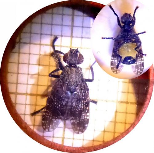 Platystoma seminationis
