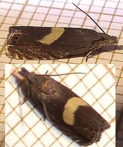 Réf. 164 672 : Dichrorampha petiverella