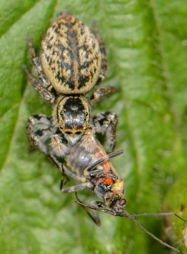Réf. 164 896 : Carrhotus xanthogramma