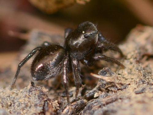 Chalcoscirtus nigritus