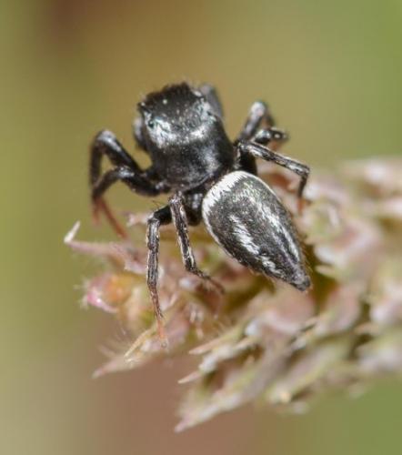 Réf. 164 818 : Heliophanus melinus