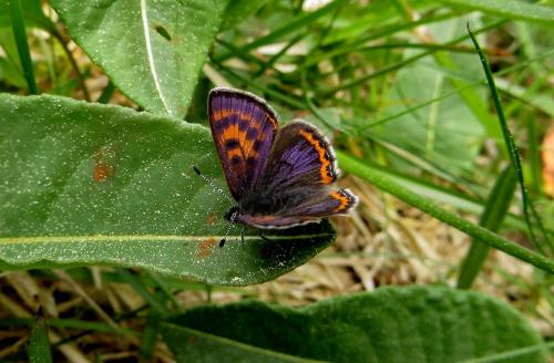 Lycaena helle