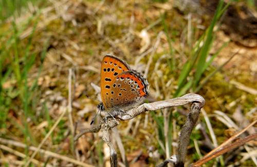Lycaena helle