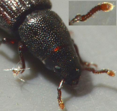Rhyncolus sp.