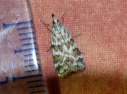 Réf. 164 952 : Scoparia pyralella